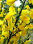 Sarothamnus scoparius, Besenginster, Färbepflanze, Färberpflanze, Pflanzenfarben,  färben, Klostergarten Seligenstadt
